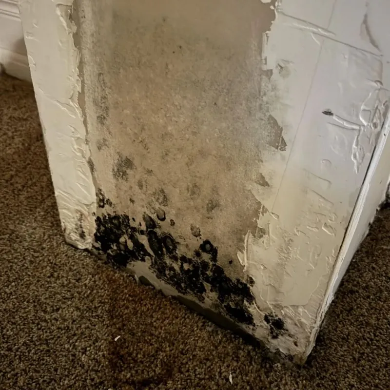 Professional Mold Removal in Oak Grove, MO